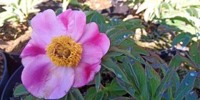 Paeonia officinalis 'Mollis'